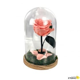 Rosa Eterna Coral en Cúpula de cristal