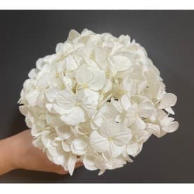 HORTENSIA BLANCA PRESERVADA 15X15CM