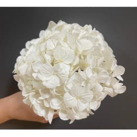 HORTENSIA BLANCA PRESERVADA 15X15CM