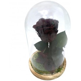 Rosa eterna Burdeos en Cúpula de Cristal