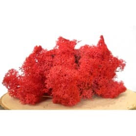 MUSGO POLAR ROJO PRESERVADO 500G