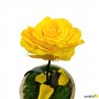 Rosa Eterna Amarillo en Cúpula de cristal