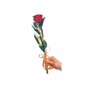 ROSA ETERNA ROJA 35CM SANT JORDI