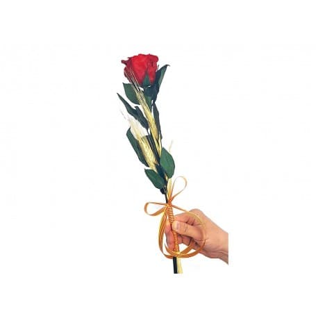 ROSA ETERNA ROJA 55CM SANT JORDI