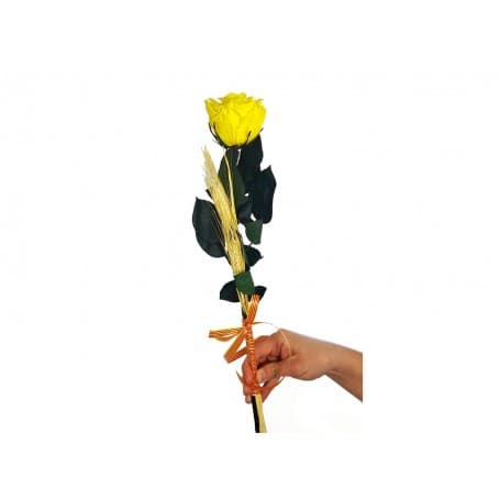 ROSA ETERNA AMARILLO 55CM SANT JORDI