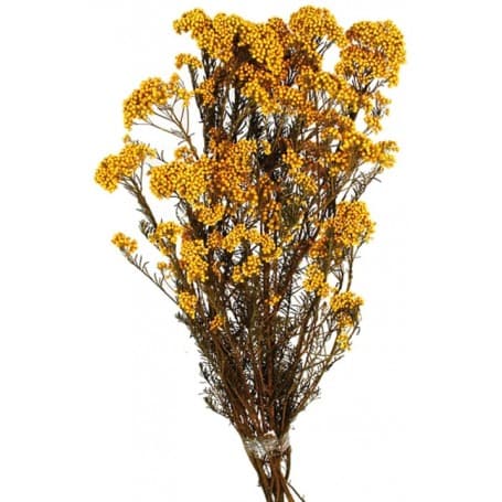 RICE FLOWERS AMARILLO PRESERVADO 60CM