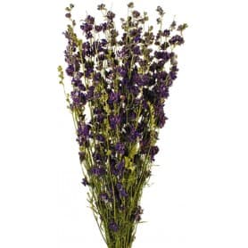 DELPHINIUM LILA PRESERVADO 70CM