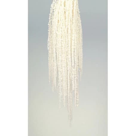 AMARANTHUS PASTEL PRESERVADO 50-80CM
