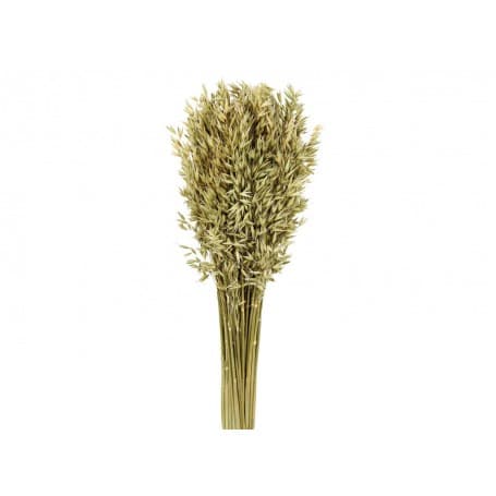 AVENA SATIVA NATURAL PRESERVADO 80CM