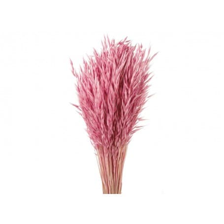 AVENA SATIVA ROSA PRESERVADO 80CM