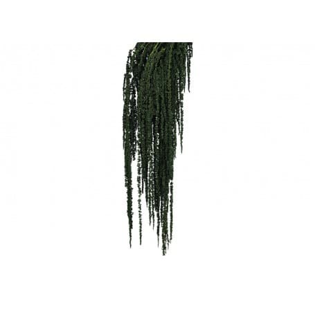 AMARANTHUS VERDE PRESERVADO 50-80CM