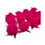 ROSAS FUCSIA 12UDS DE 4CM