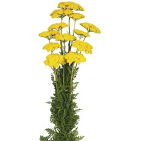 ACHILLEA FILIPENDULINA AMARILLA 70CM PRESERVADO