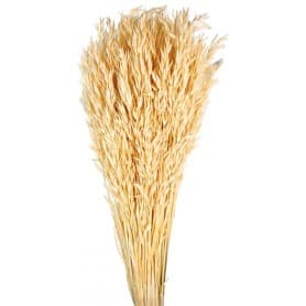 AVENA SATIVA BEIGE 80CM PRESERVADA