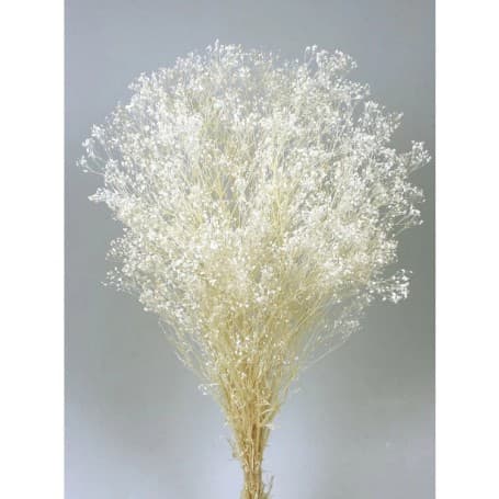 GYPSOPHILA BLANCA 60CM PRESERVADA