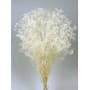 GYPSOPHILA BLANCA 60CM PRESERVADA