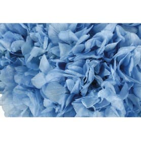 HORTENSIA AZUL PRESERVADA