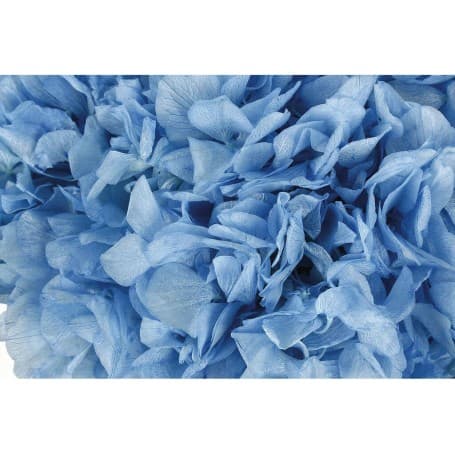 HORTENSIA AZUL PRESERVADA