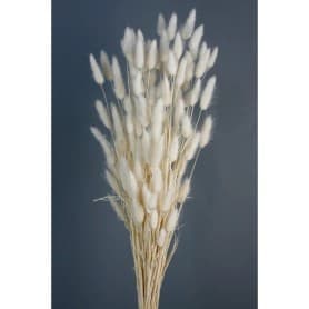 LAGURUS BLANCO 60CM PRESERVADA