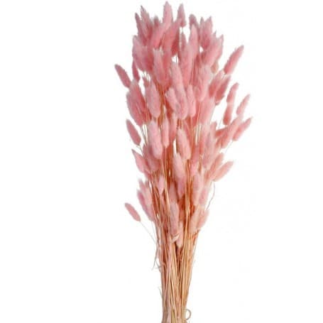 LAGURUS ROSA 60CM PRESERVADA