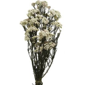 RICE FLOWERS NATURAL 60CM PRESERVADA