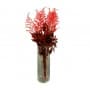 ASTILBE ROJO 50CM PRESERVADO