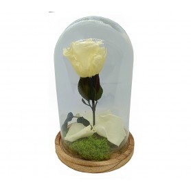 Rosa Eterna Crema en Cúpula de cristal