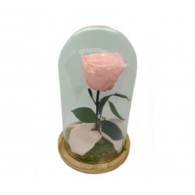 Rosa Eterna Light Pink en Cúpula de cristal