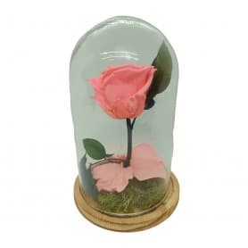 Mundo Eterno | Rosa Preservada Pink Party en Cúpula de Cristal | Rosa Eterna Natural 22x12 cm | Regalo Original