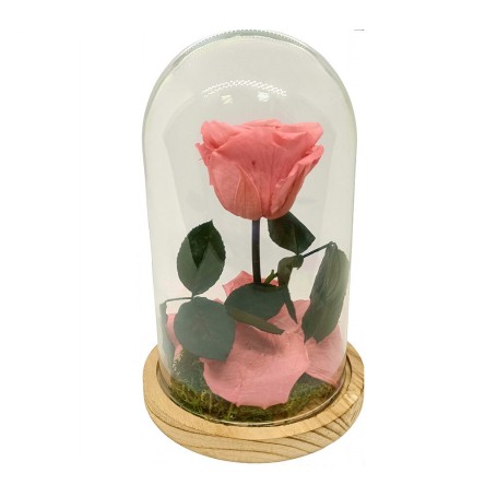 Rosa Eterna Dusty Pink en Cúpula de cristal