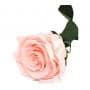 Rosa Eterna Rosa Claro (Light pink) 35cm