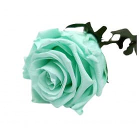 Rosa Eterna Verde Menta 35 cm