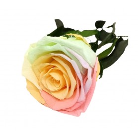 Rosa Eterna Multicolor Pastel 35cm