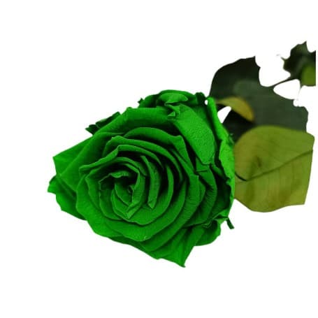 Rosa Eterna Verde 35cm