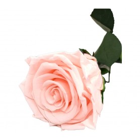 Rosa Eterna Rosa Claro (Light Pink) 55cm