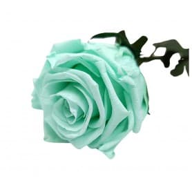 Rosa Eterna Verde Menta 55cm