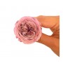 ROSA AUSTIN XS CHOCOLATE PRESERVADAS 6 UNIDADES