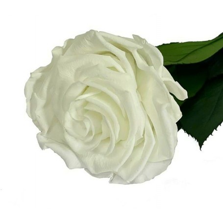 Rosa Eterna Blanca 25cm