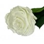 Rosa Eterna Blanca 25cm