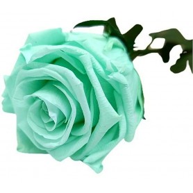 Rosa Eterna Verde Menta 25cm