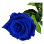 Rosa eterna azul oscuro 25cm