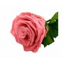 Rosa eterna Dusty Pink 25cm