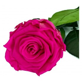 Rosa eterna Fucsia 25cm