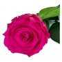 Rosa eterna Fucsia 25cm