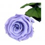 Rosa eterna Lavanda 25cm