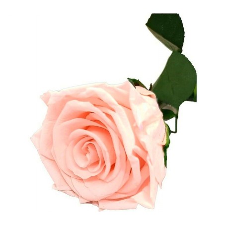 Rosa eterna Light Pink 25cm